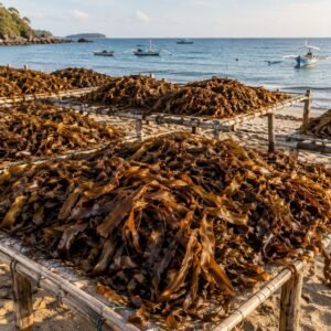 Algas pardas secándose en una playa junto al mar