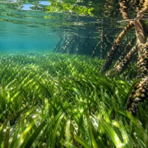 Pradera de fanerógamas marinas en aguas someras