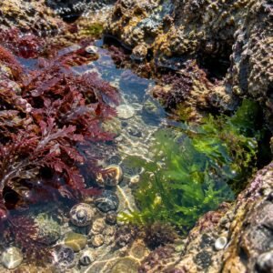 Algas rojas y verdes en una charca de marea