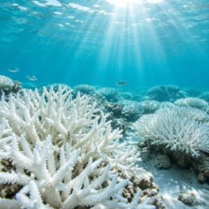 Coral blanqueado en aguas cálidas y poco profundas