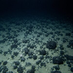 Nódulos polimetálicos en el fondo marino iluminados por un ROV